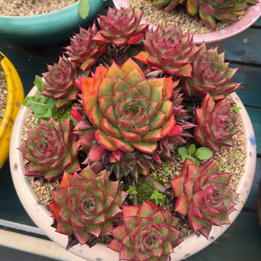 从前慢多肉精选编号1109.100000