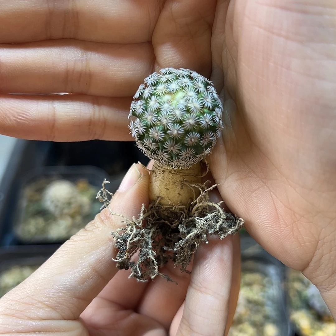 实生克氏丸2公分萝卜根