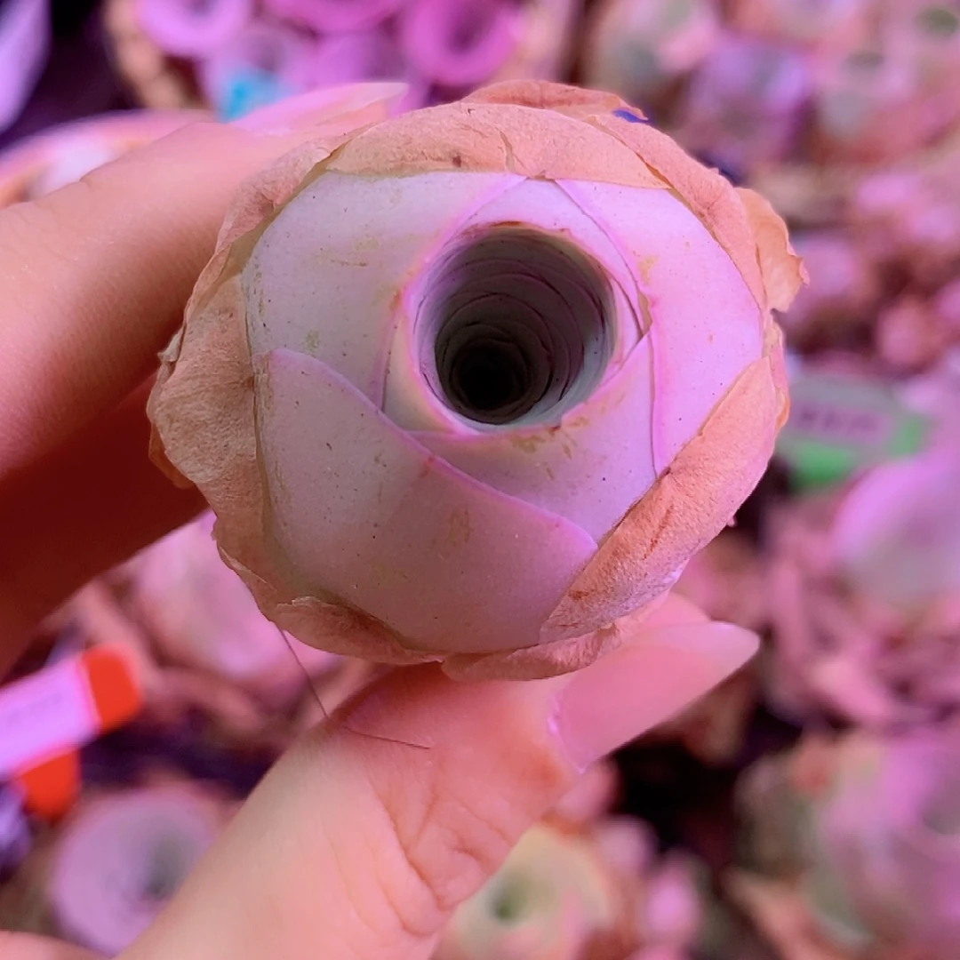 山地玫瑰一物一拍411落霞