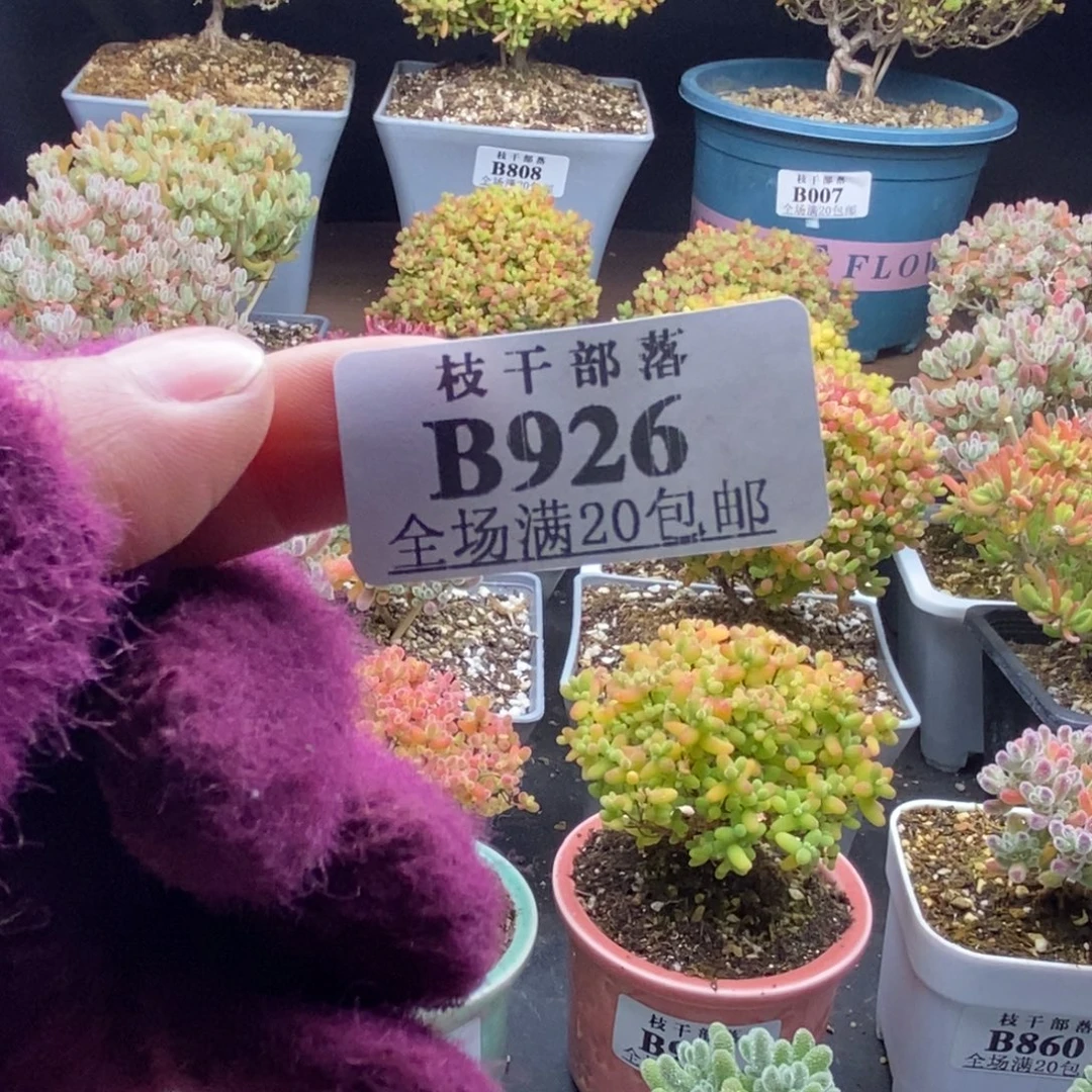 ****多926套餐 。