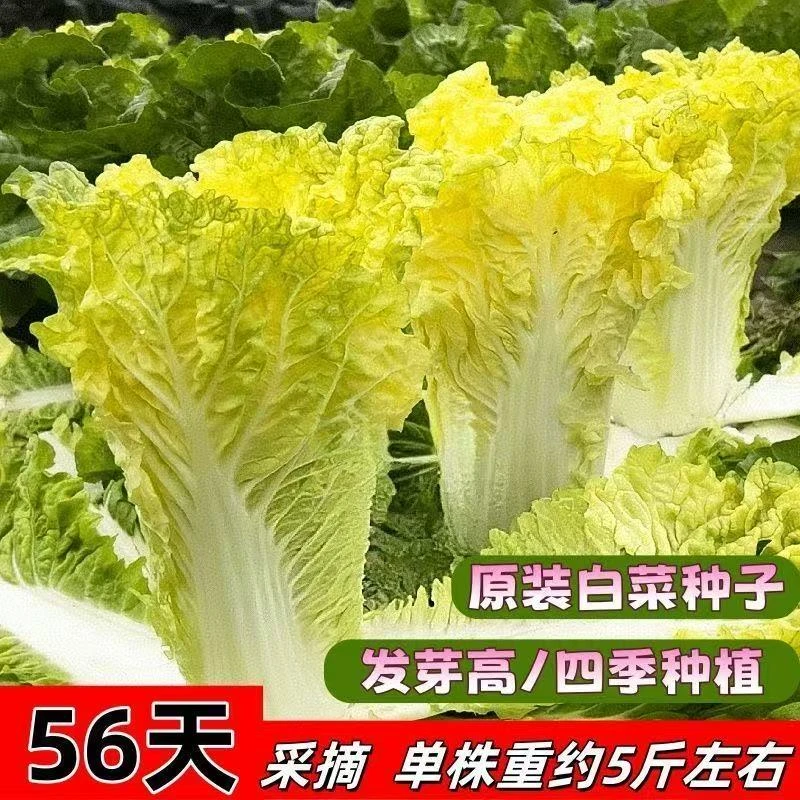 56黄心白菜种子好吃黄心大白菜种籽农家菜地盆栽秋冬易种蔬菜种子