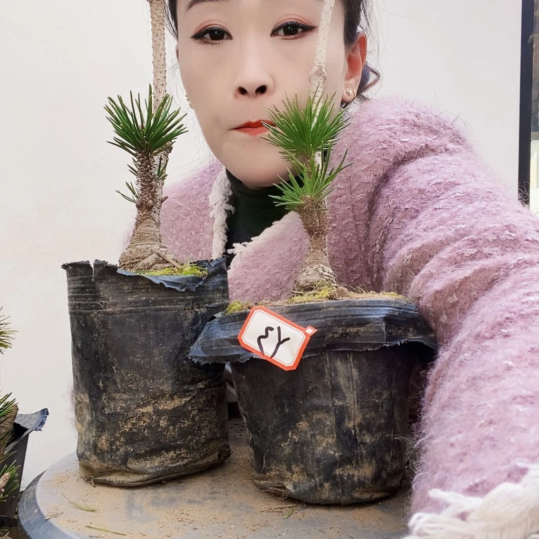 植物形态多年生草本