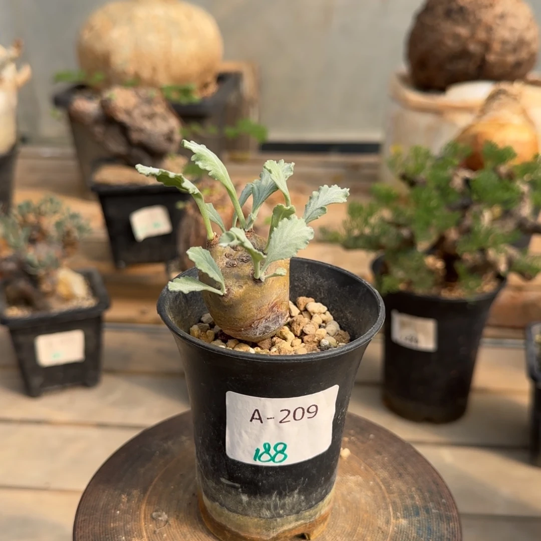 209奇连克洋葵块根植物