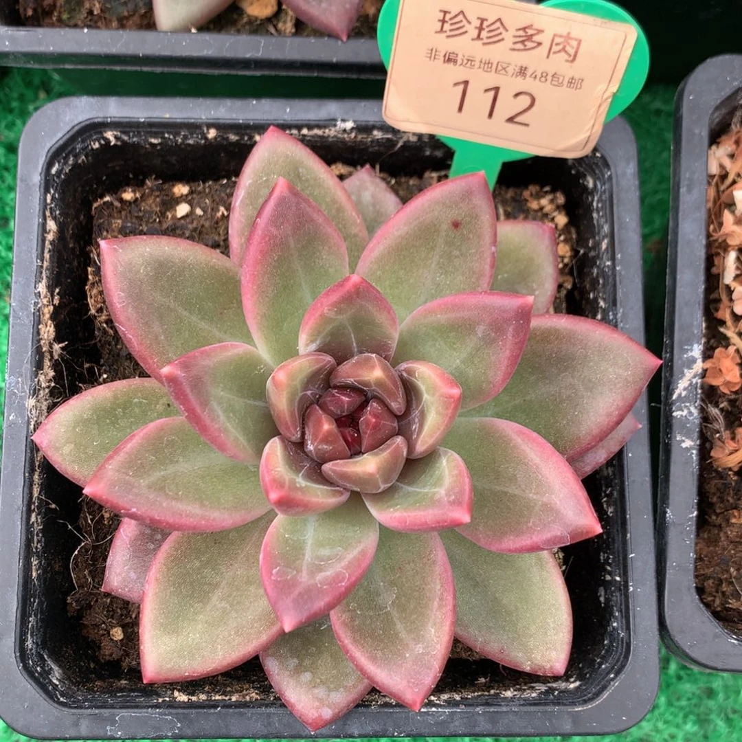 迷雾泡泡单头一物一拍112