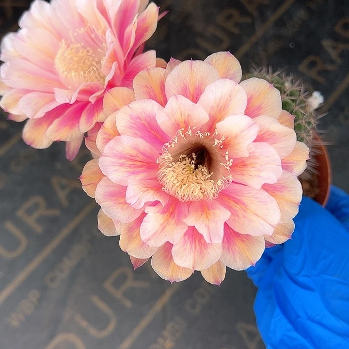 雅森1号，自根大球，底部少许干皮，介意勿拍