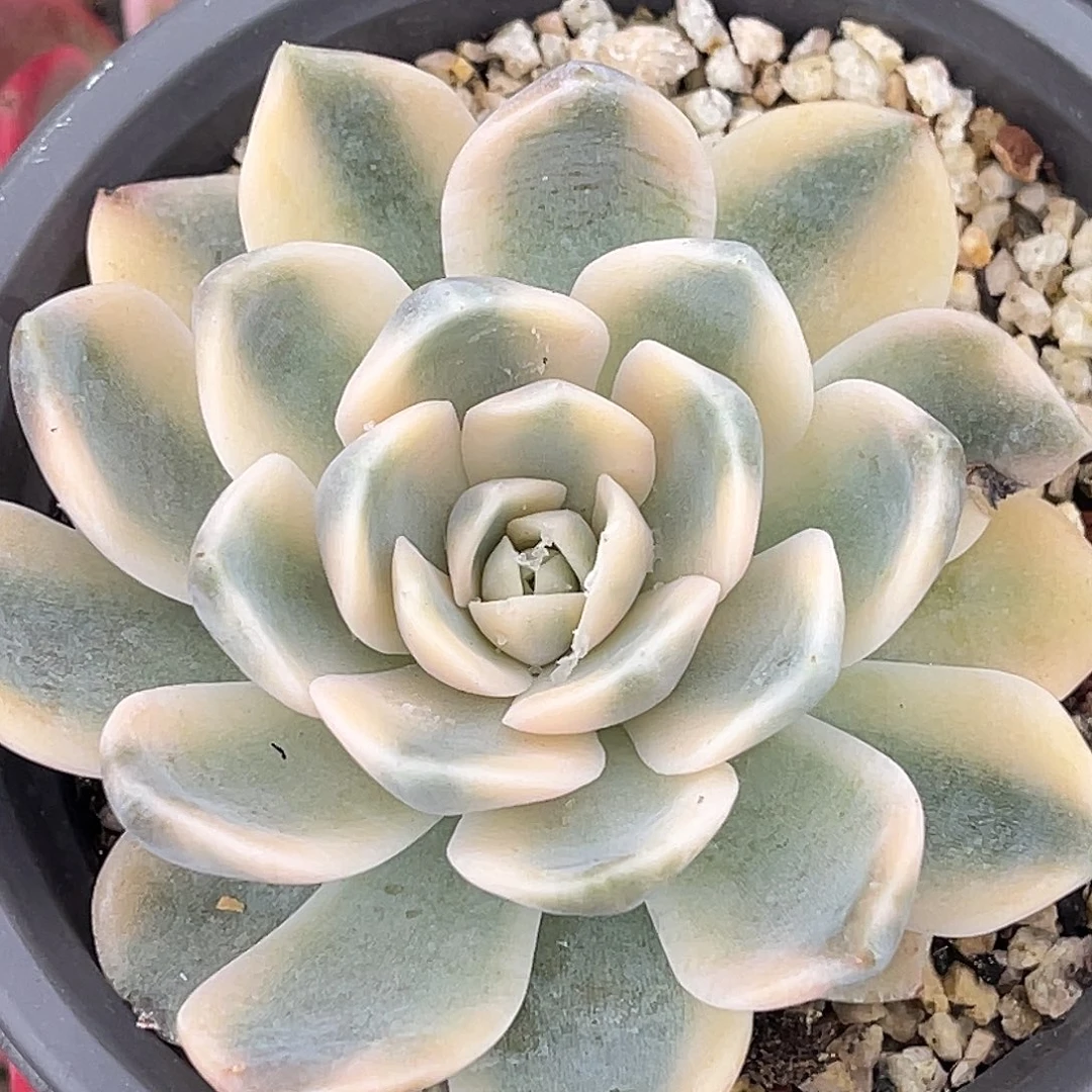 尚品园艺福利汉堡锦