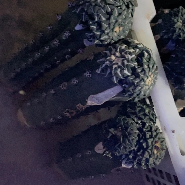 仙人球仙人球仙人球