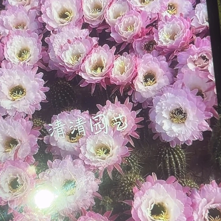 清清3-386根仙人球瑕疵