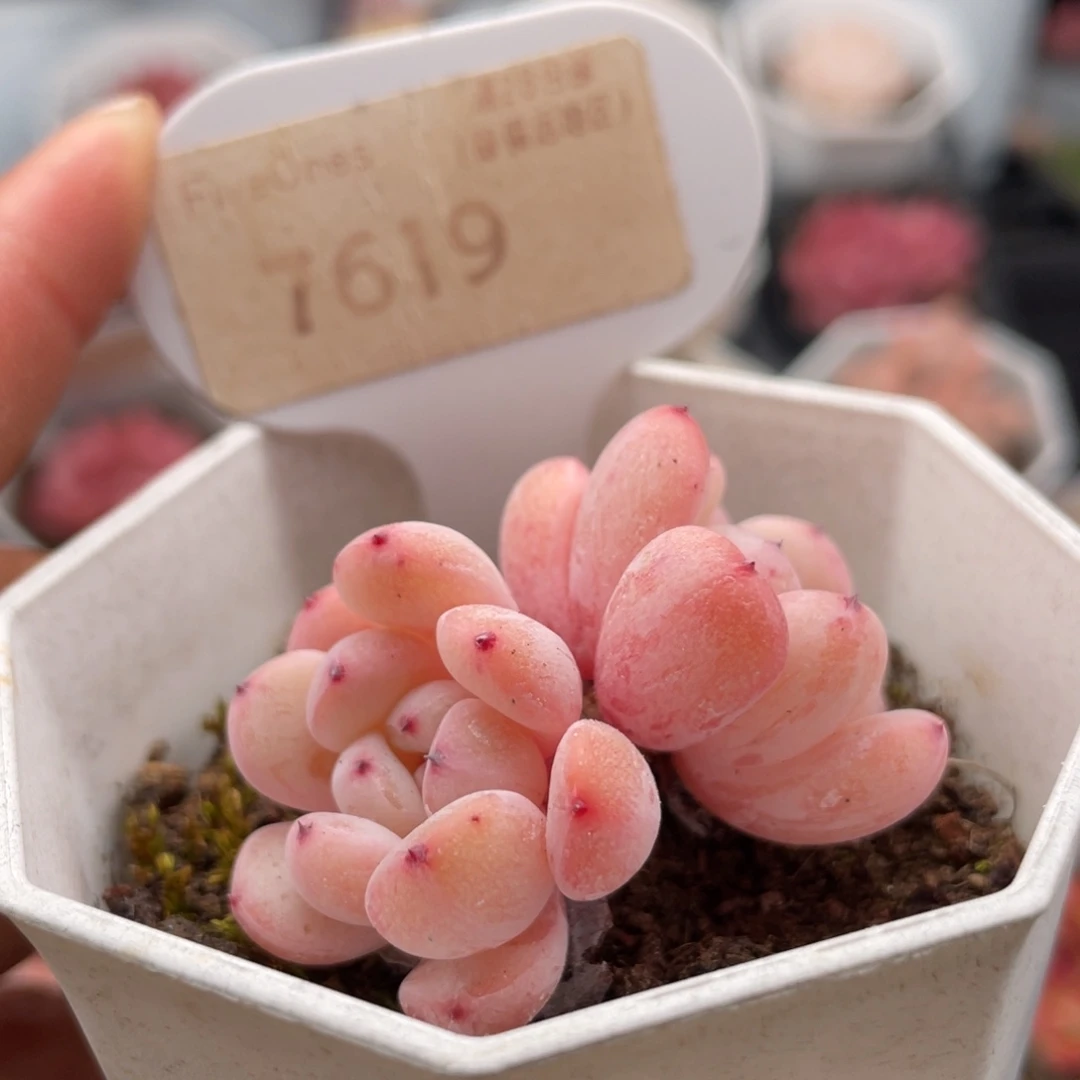 雪爪7619-4.0厘米