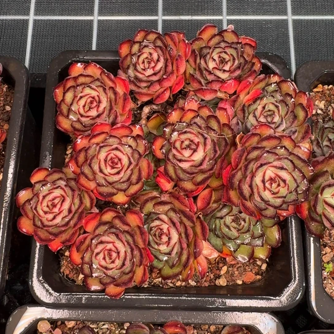 从前慢花园精选萤火虫