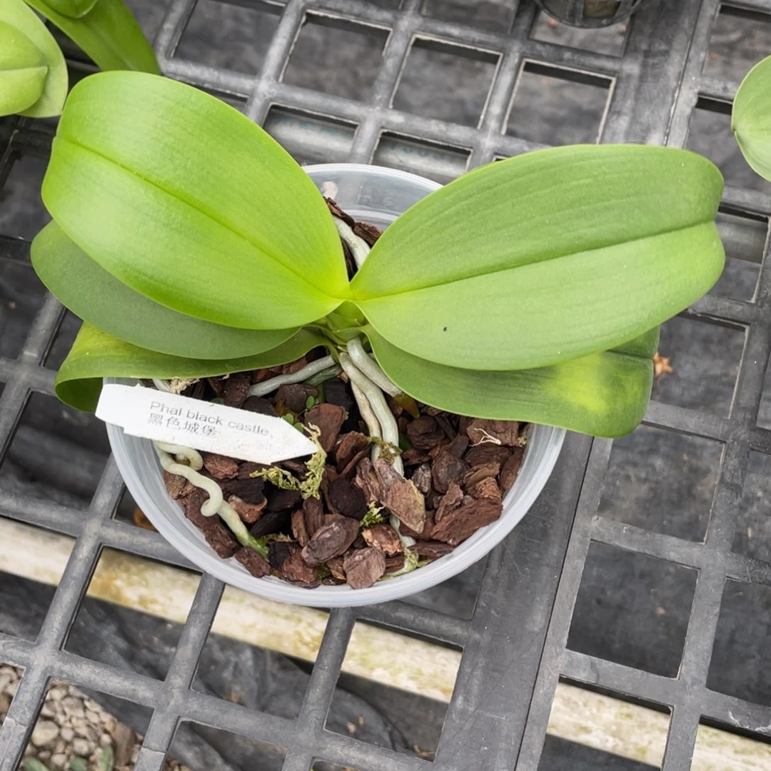 当前无花栽培后可以开花4寸黑色城堡