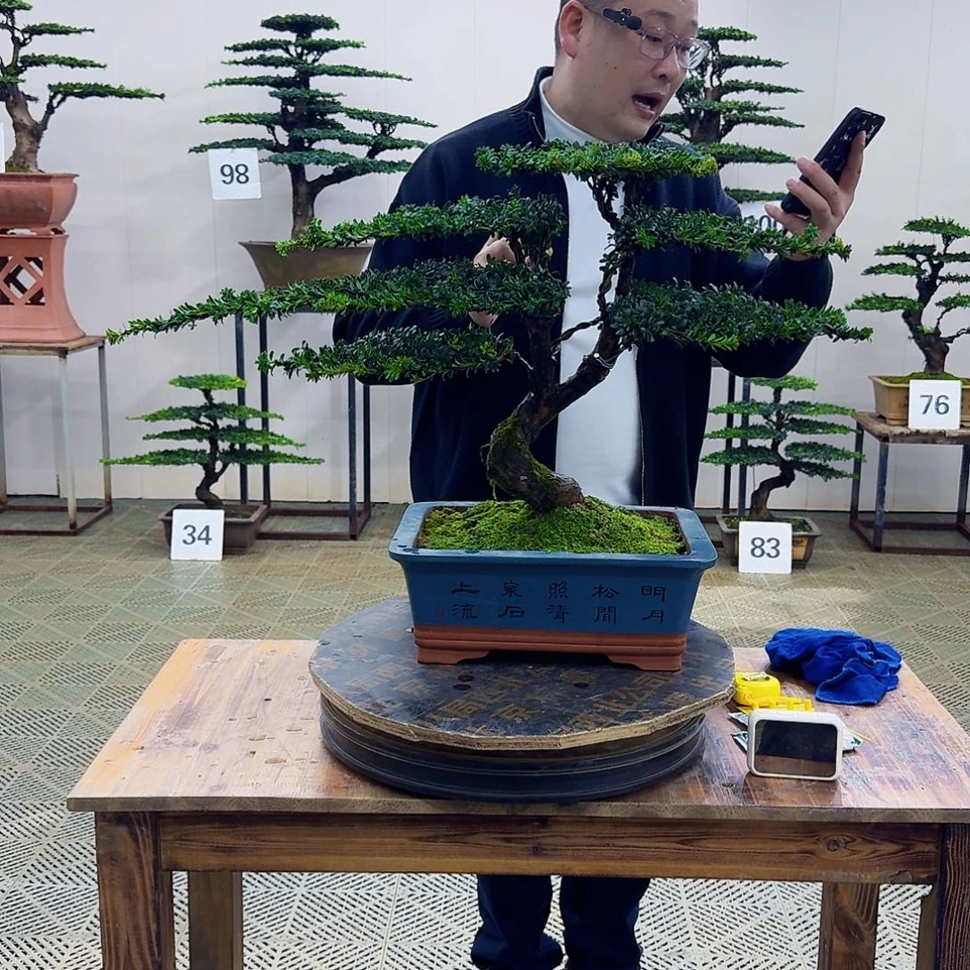 无花朵珍珠罗汉松造型盆景