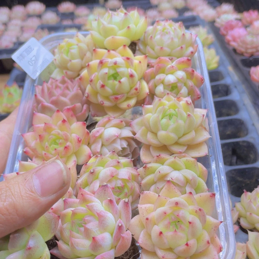 开心快乐幸福057