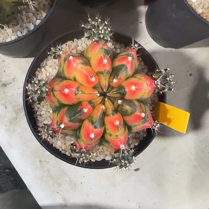 L721-1216泰国发货