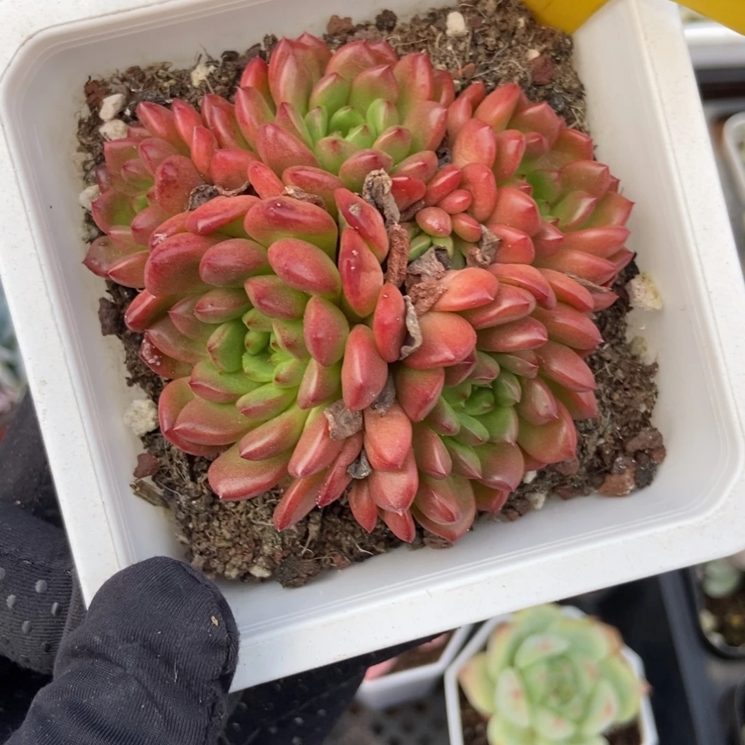 640红宝石多肉植物保护