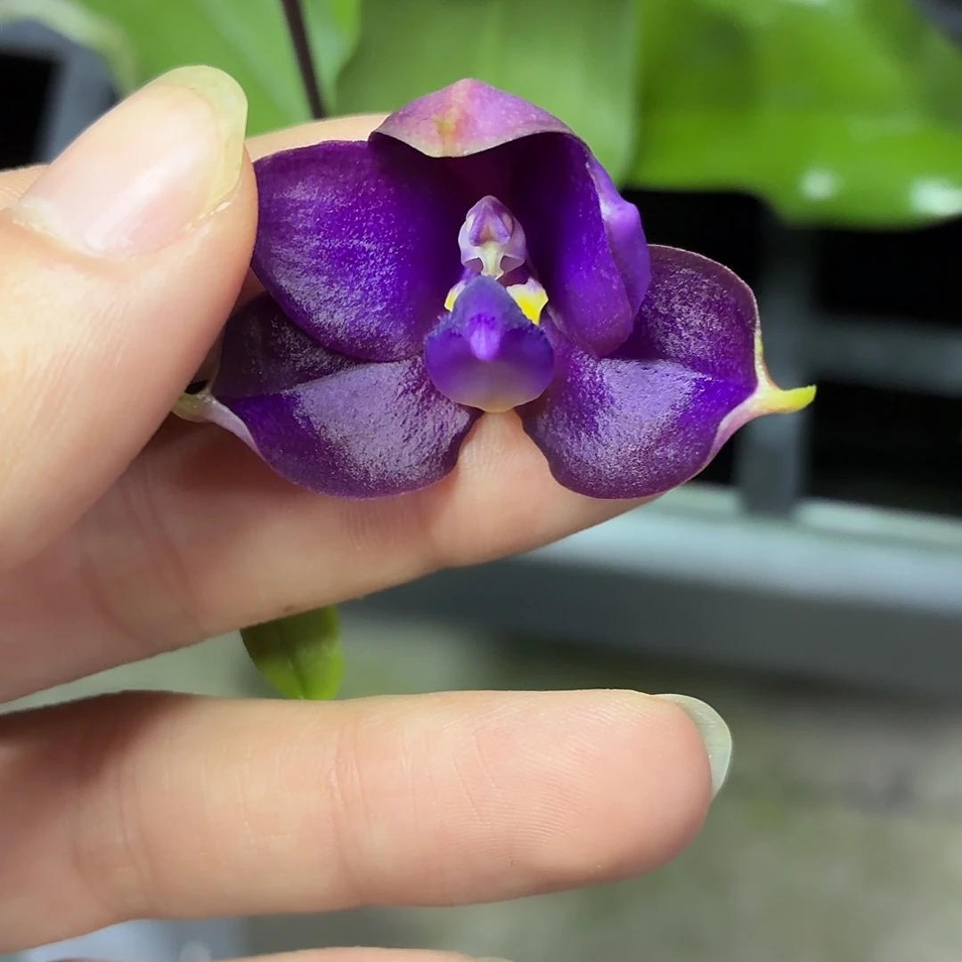 当前无花朵，栽培后可花朵A1610青铜面具双花剑