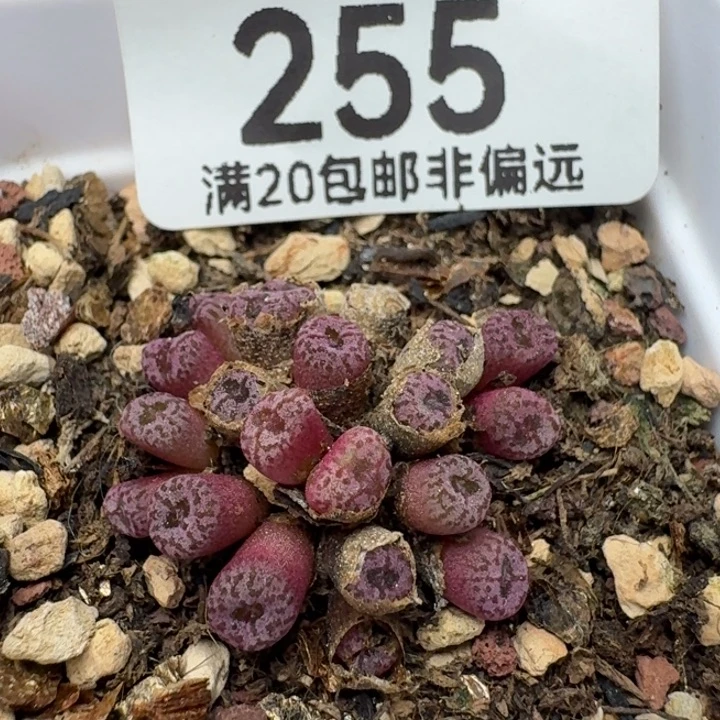 红珊瑚带盆土。