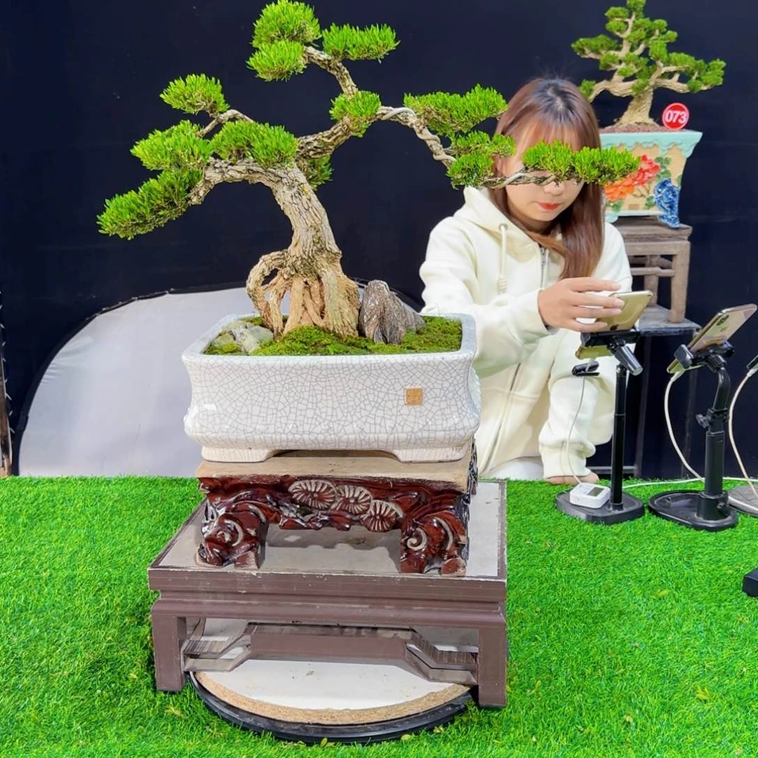 当前无花朵，栽培后可花朵