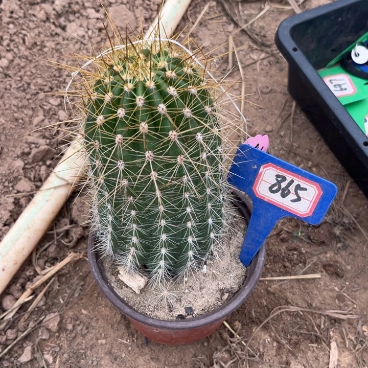 七***月865，毛花柱柠檬心