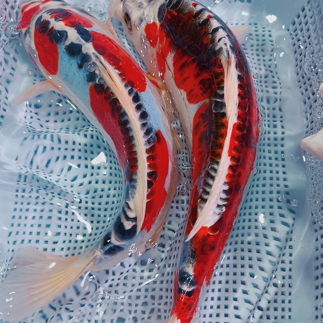 锦鲤锦鲤冷水鱼观赏604