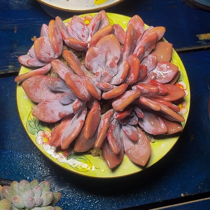 多肉植物粉兔手捧