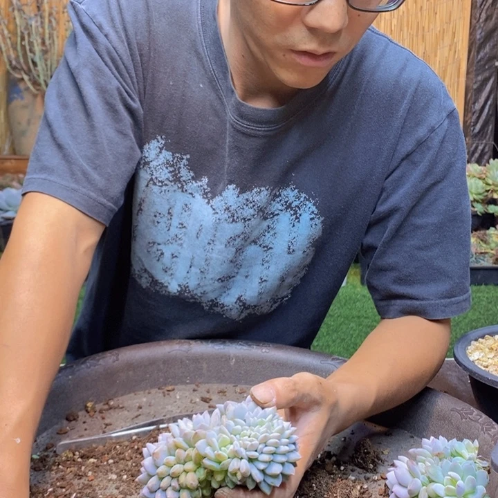 止***期358号星星橙多肉植物