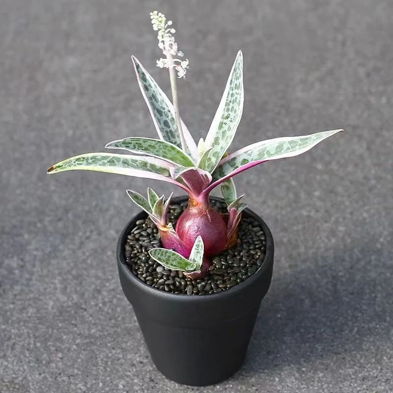 (满18包邮)油点百合 块根类多肉植物 带育苗盆发货