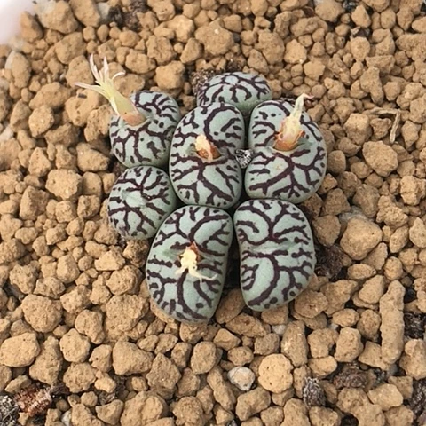 多肉肉锥 日系粗枝纹墨小锥