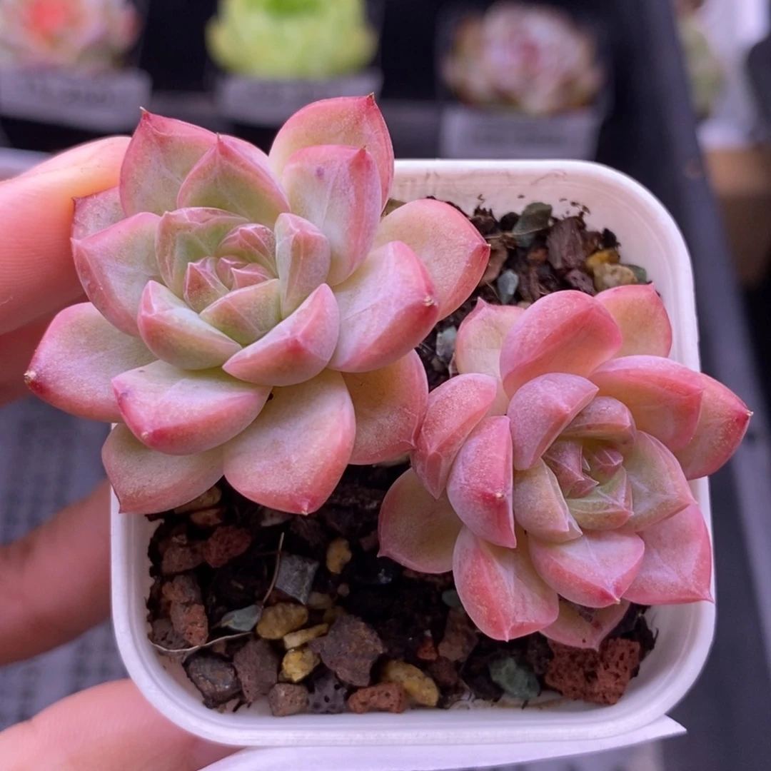 【闪购商品】15-254