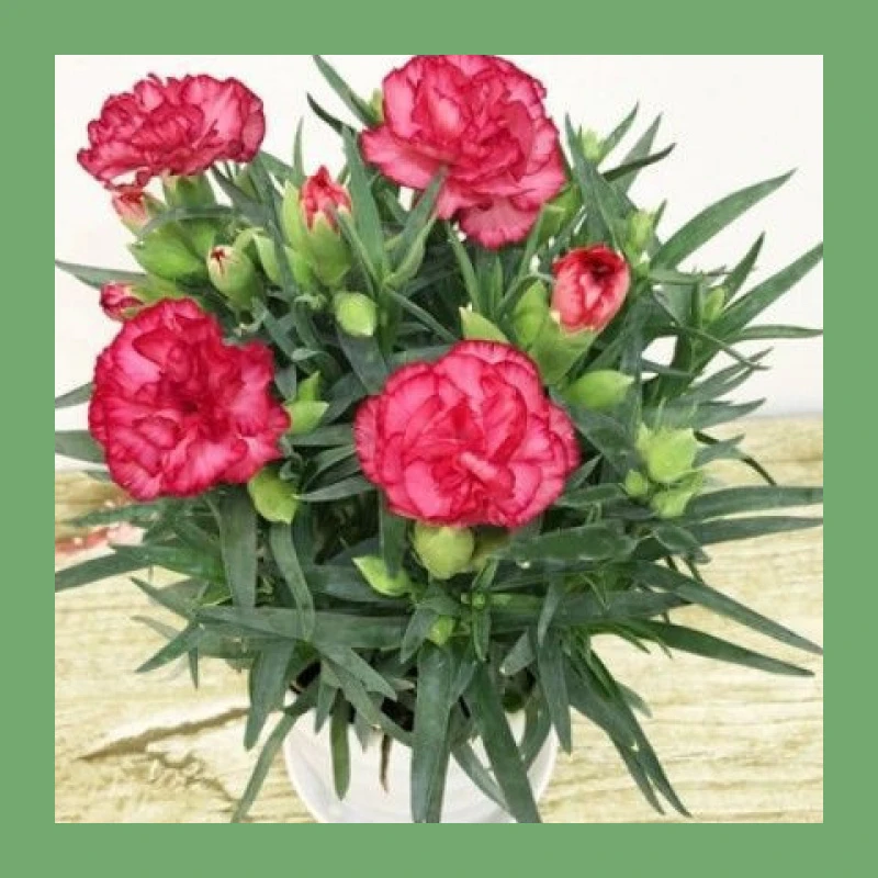 康乃馨盆栽花苗带花苞室内阳台庭院花卉绿植鲜花好养四季厂家直销