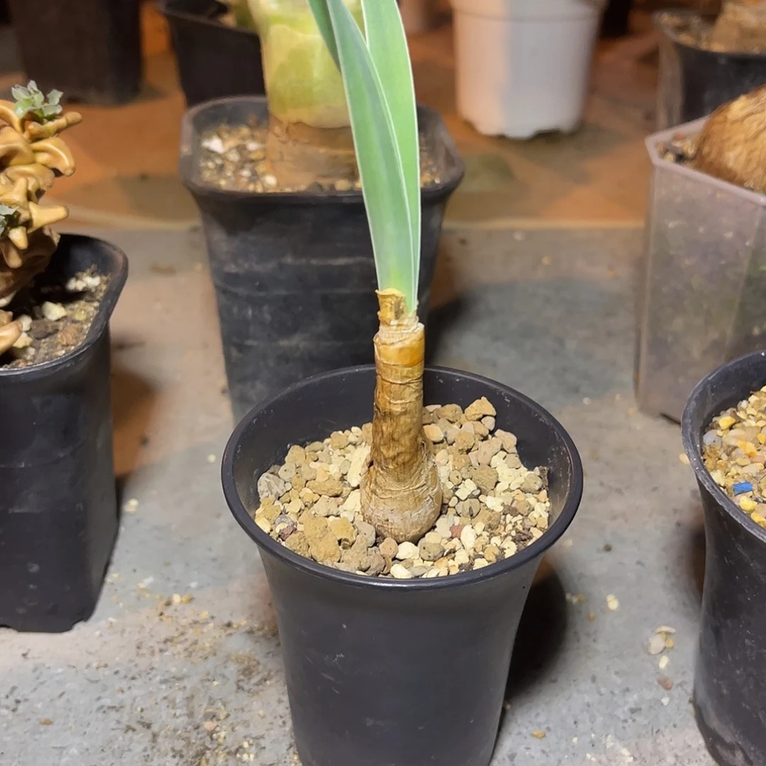 老家产地巨凤之卵