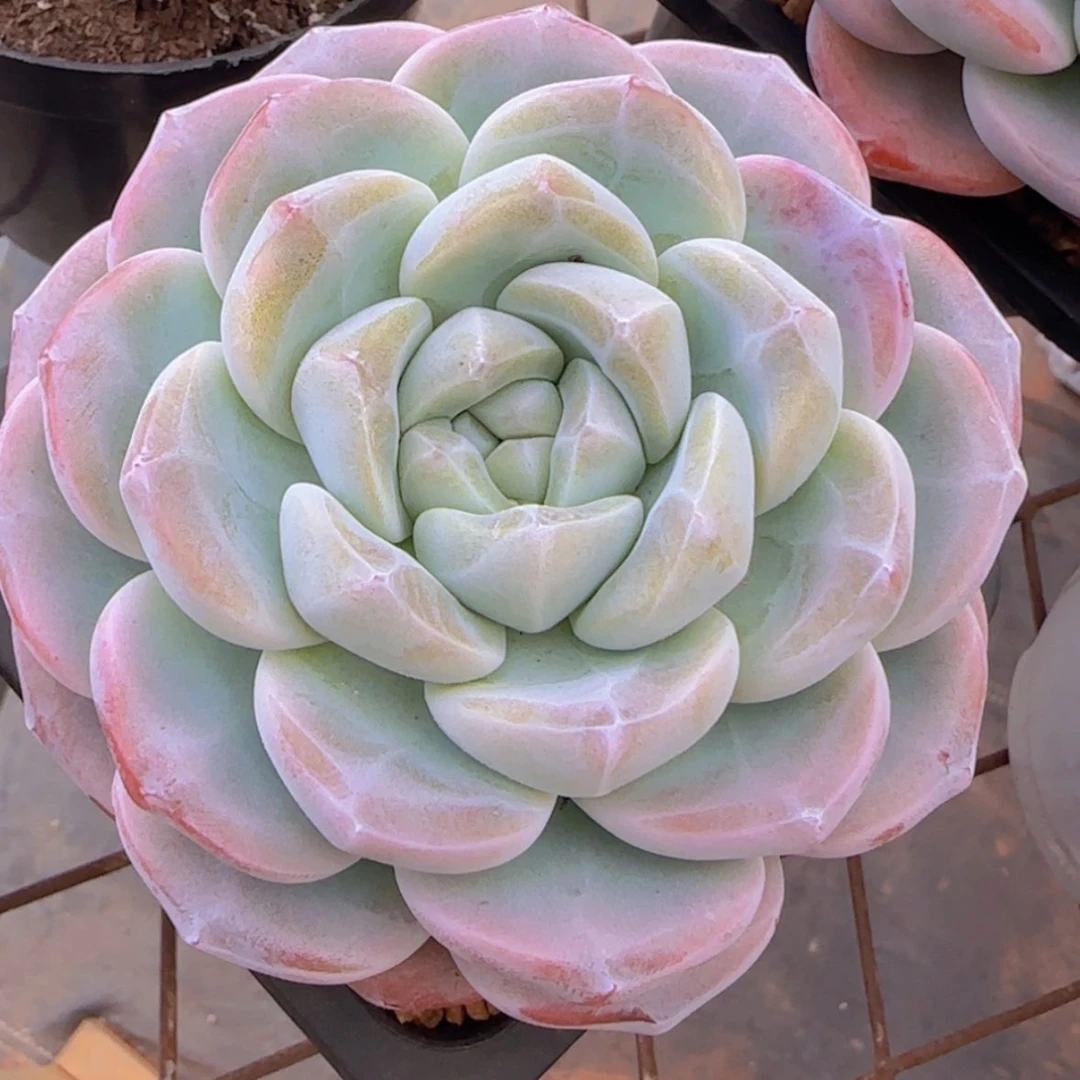 【闪购商品】胖子单头冰玉