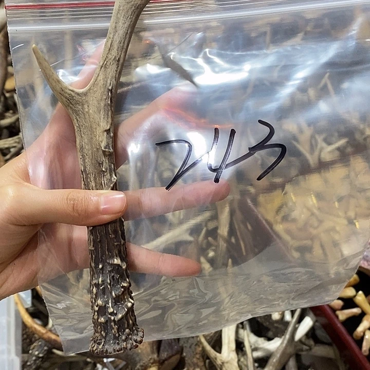 鹿角鹿角鹿角鹿角鹿角鹿