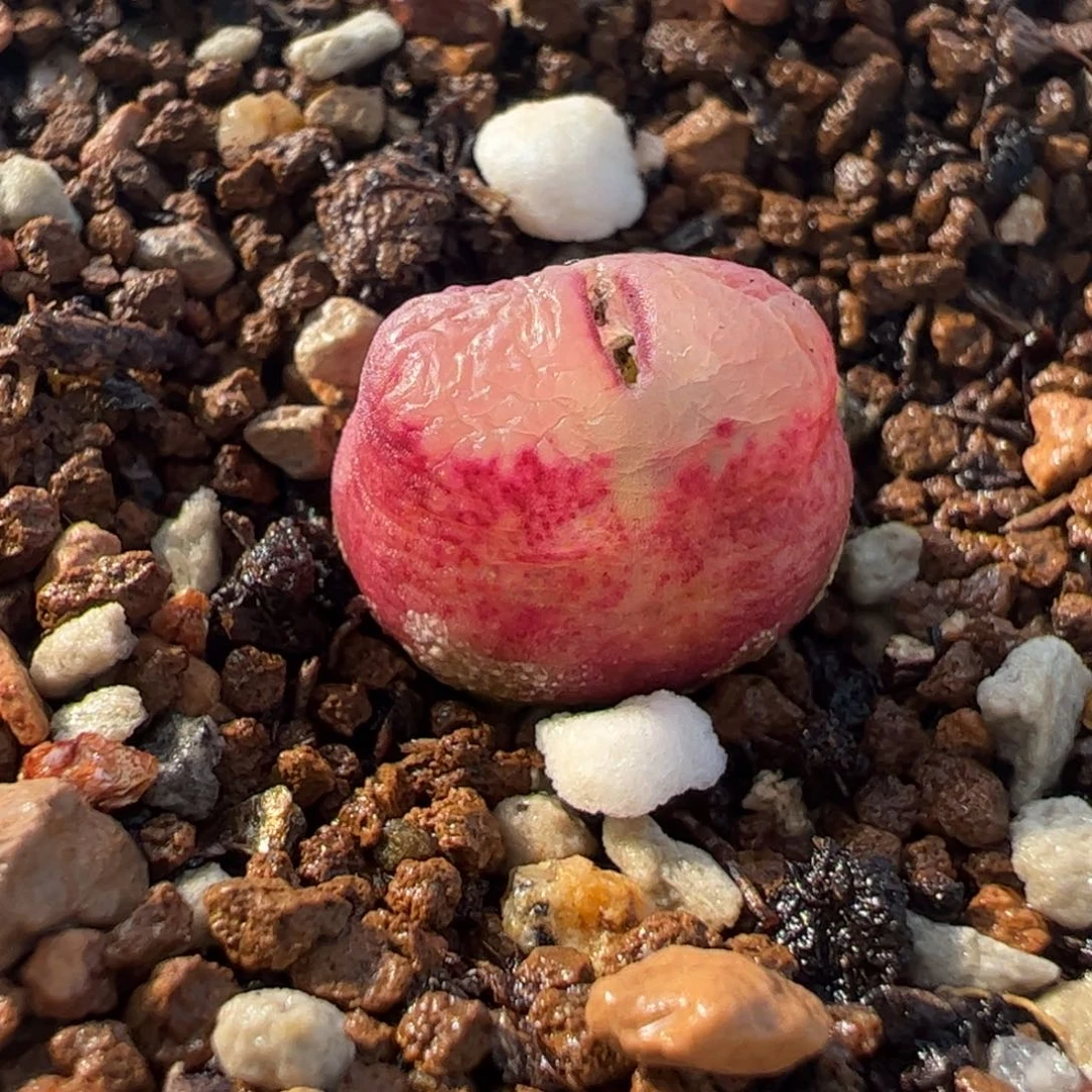 463多肉植物组合