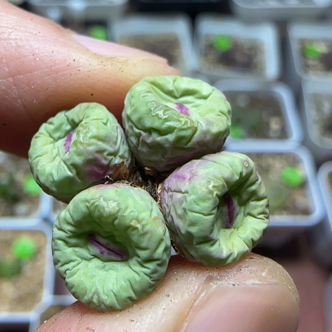 嘟嘟嘴多肉植物146