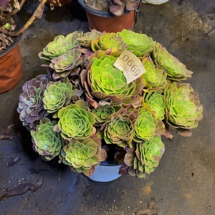 花月夜多肉断头不包0669