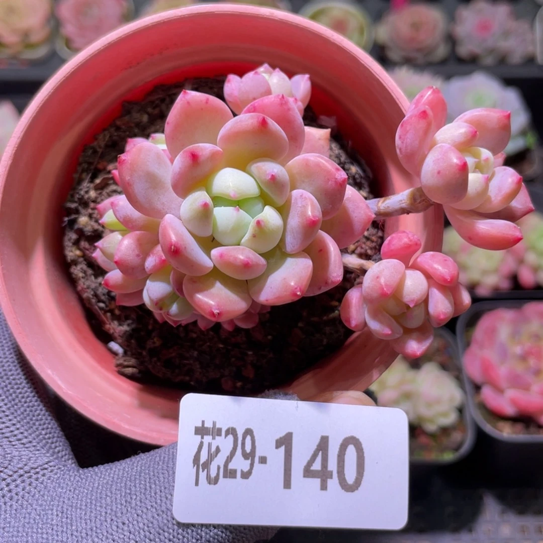 花利美29-140洛丽塔