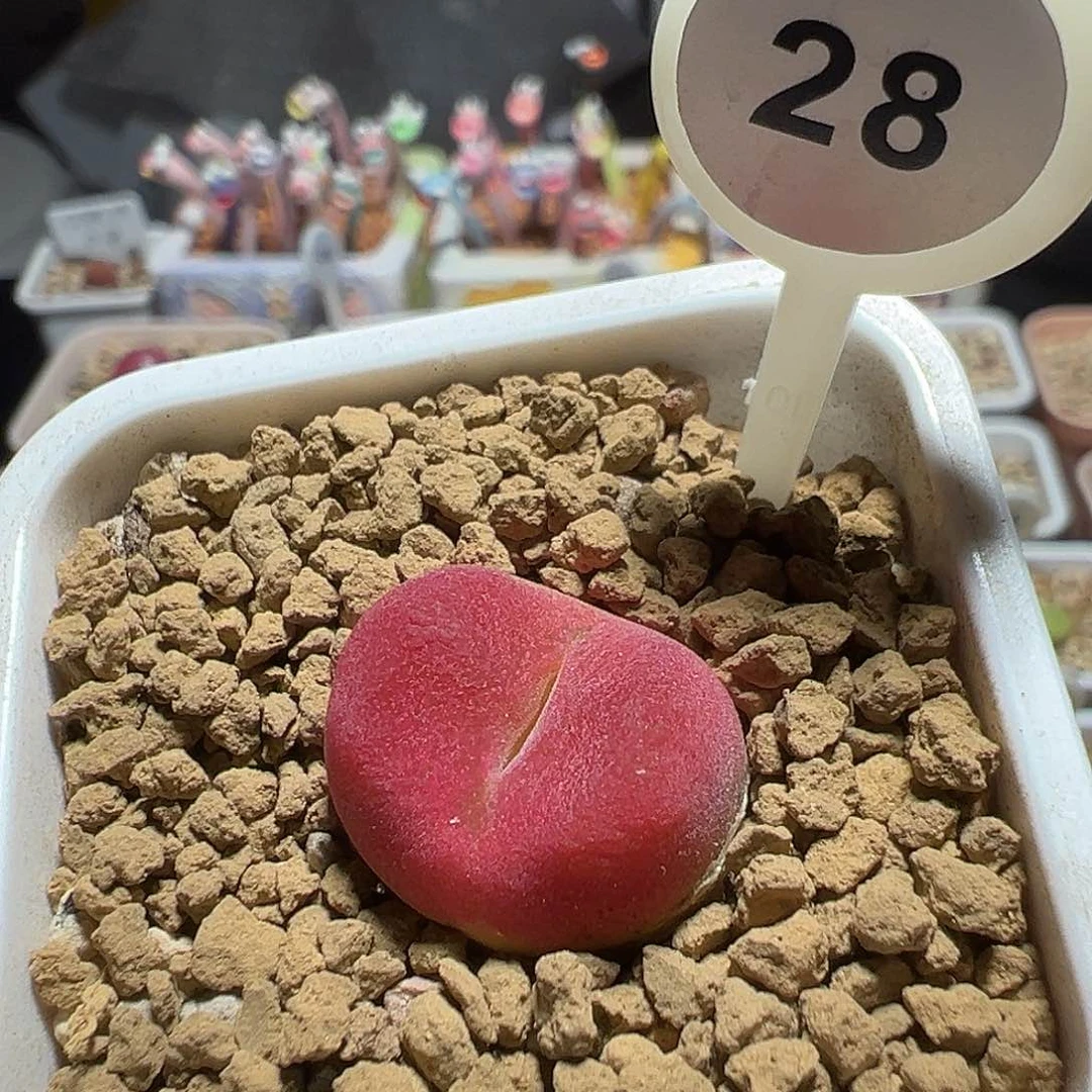 28号水蜜桃一颗尺寸2.0