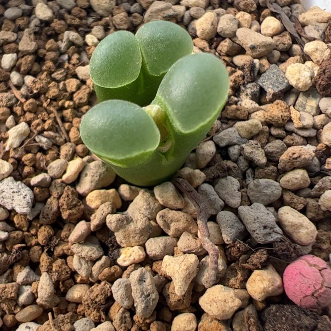 956 好看的多肉冲冲冲