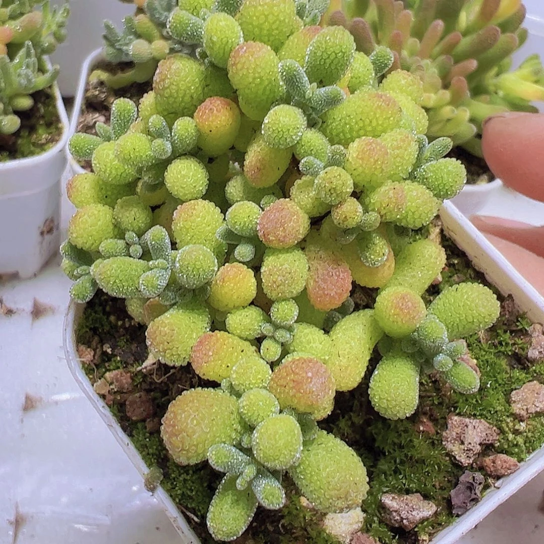 翡翠枝干19包邮多肉