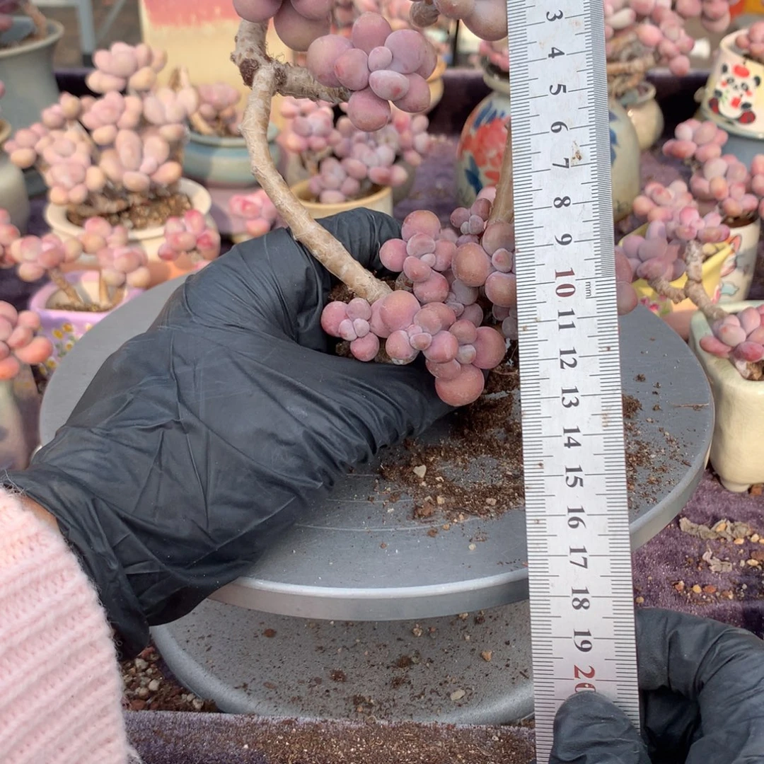 2颗不带盆偏远地区不包邮的