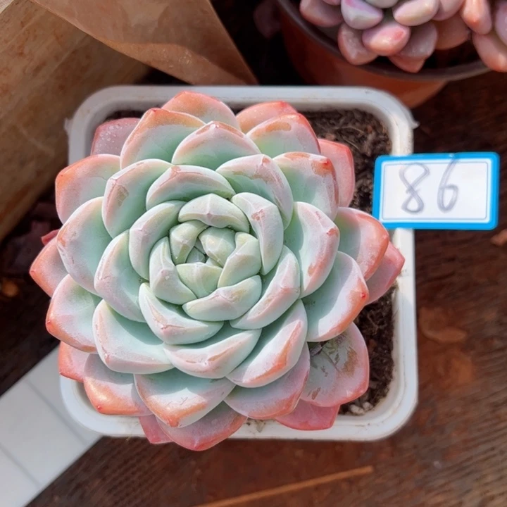 86冰玉平平安安健健康康