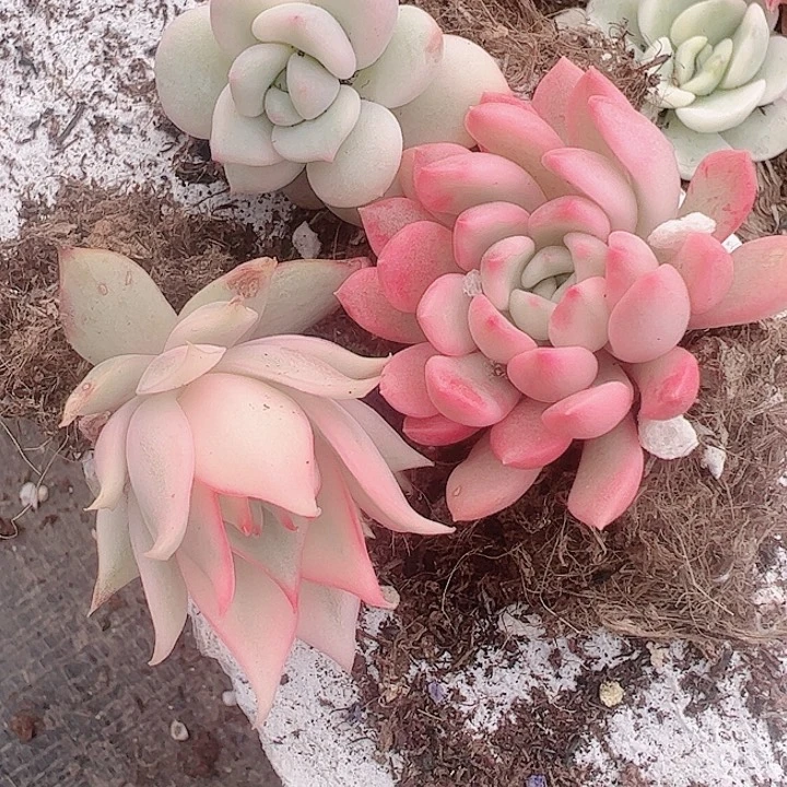 灰*色多肉植物多肉植物