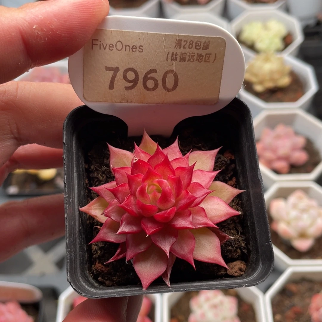 小海螺7960-5厘米