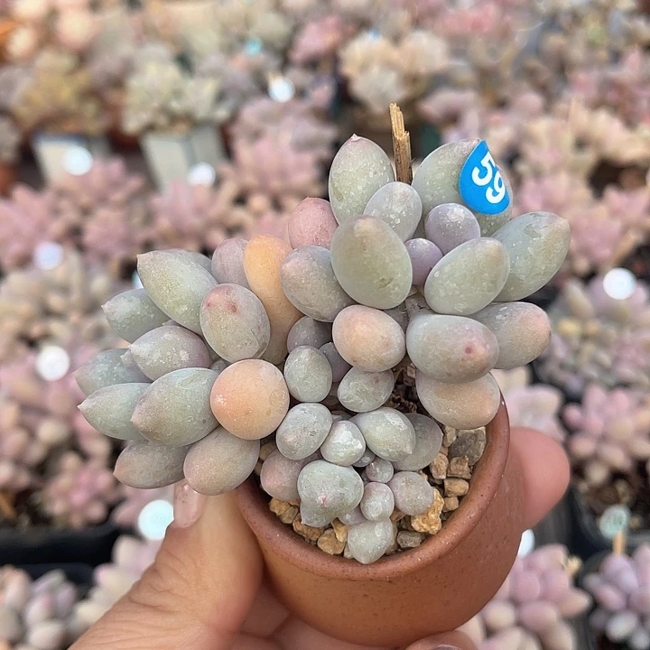 溜溜球 脱土发货 4口盆