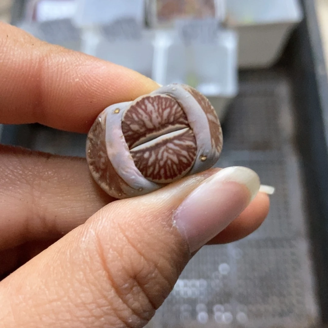 8217生石花一颗菊