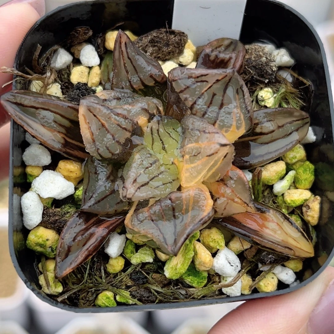 8西瓜寿锦福利专场