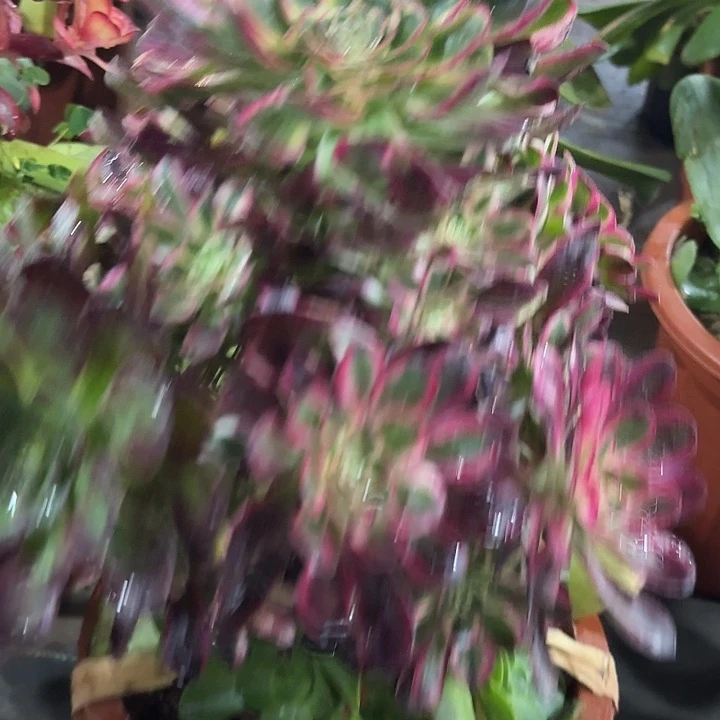 多肉植物福利2409