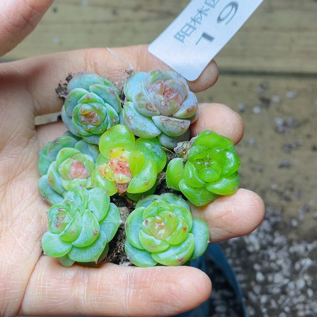 多肉植物多肉植物190