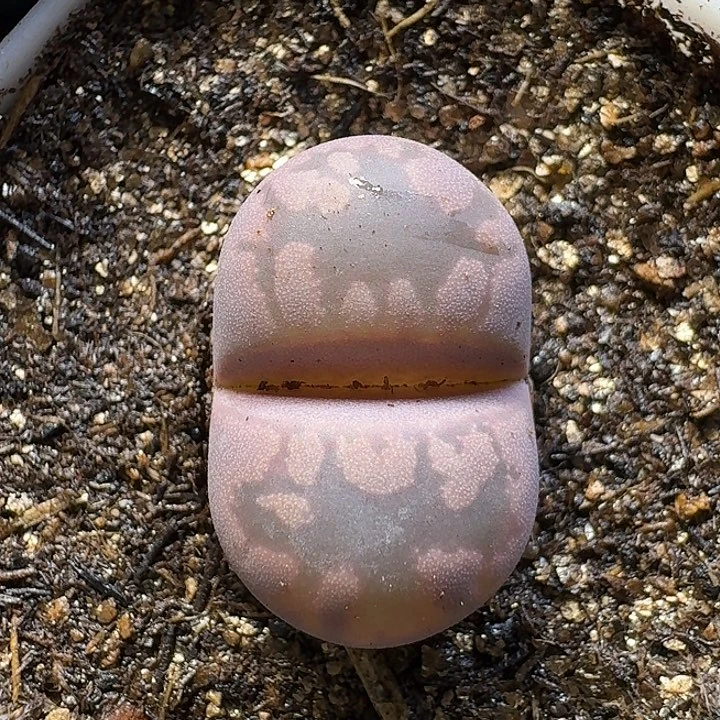 生石花1122222。  86